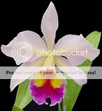 flower.jpg